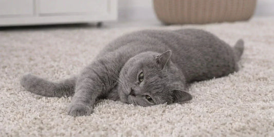 Comment empêcher un chat de griffer le tapis
