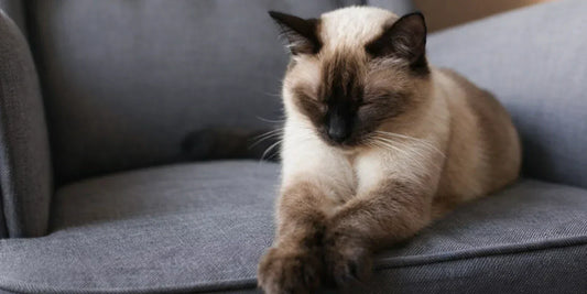 Comment nettoyer un fauteuil en tissu