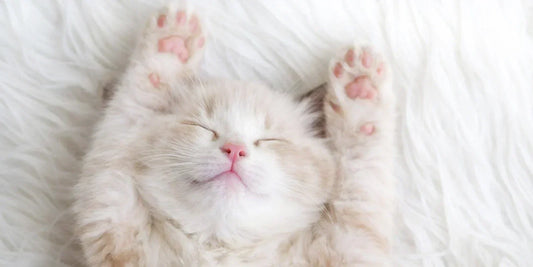 Poils de chat : comment garder une maison propre au quotidien